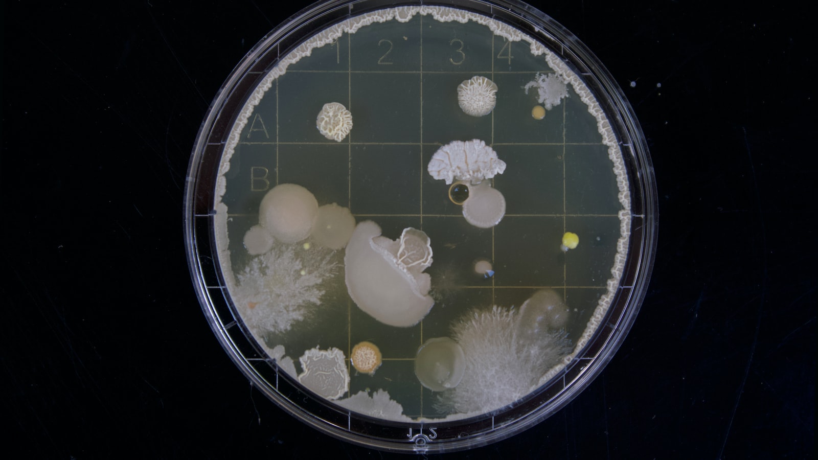 The Meaning of ‘Dissertation’ in English